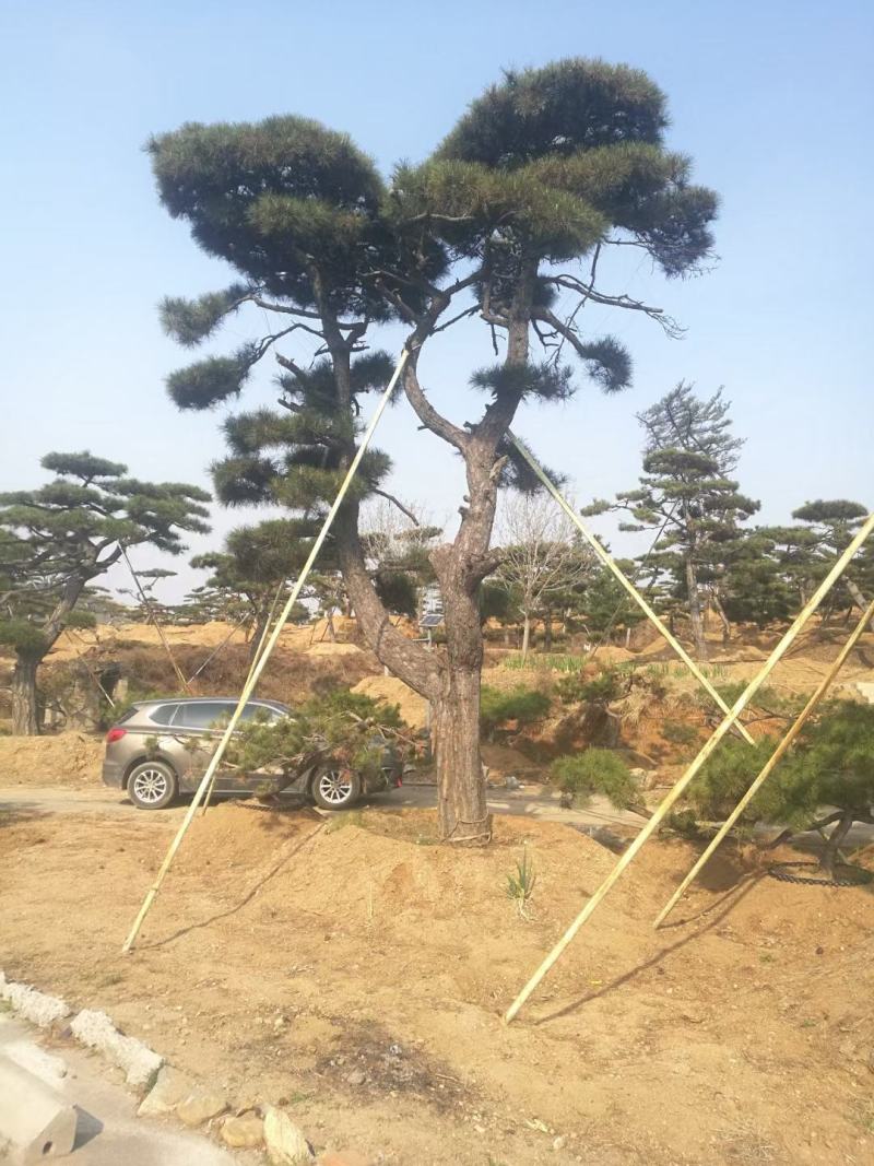 精品造型古松油松景观松，山东苗木基地直供，全国发货