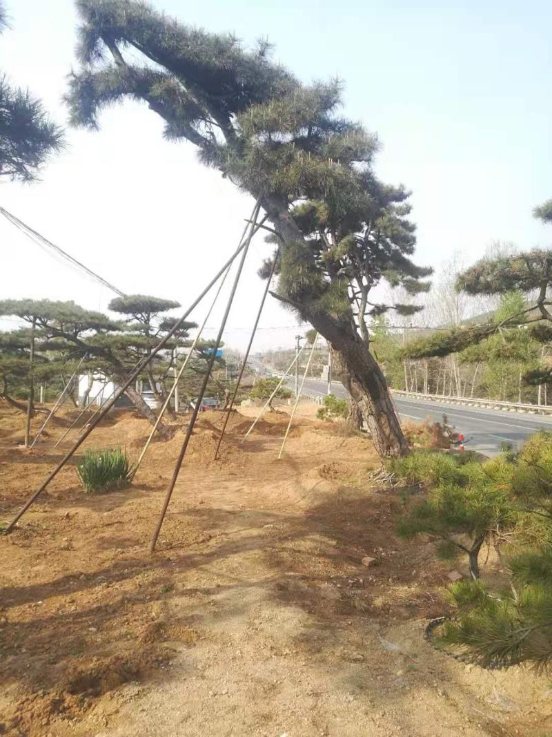 精品造型古松油松景观松，山东苗木基地直供，全国发货