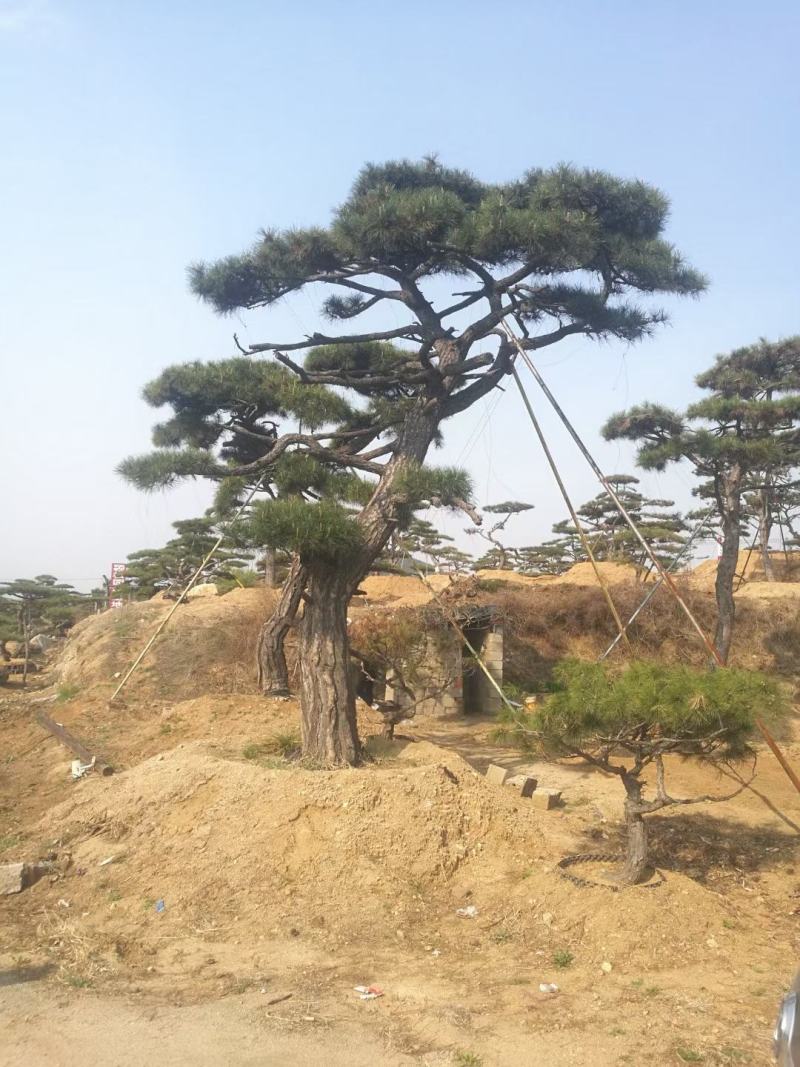 精品造型古松油松景观松，山东苗木基地直供，全国发货