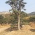 精品造型古松油松景观松，山东苗木基地直供，全国发货