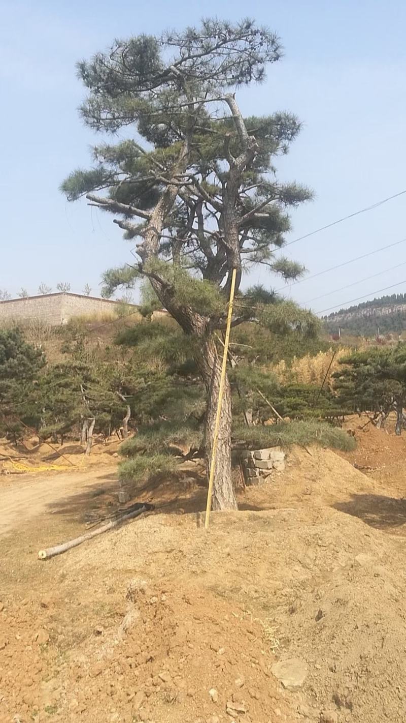 精品造型古松油松景观松，山东苗木基地直供，全国发货