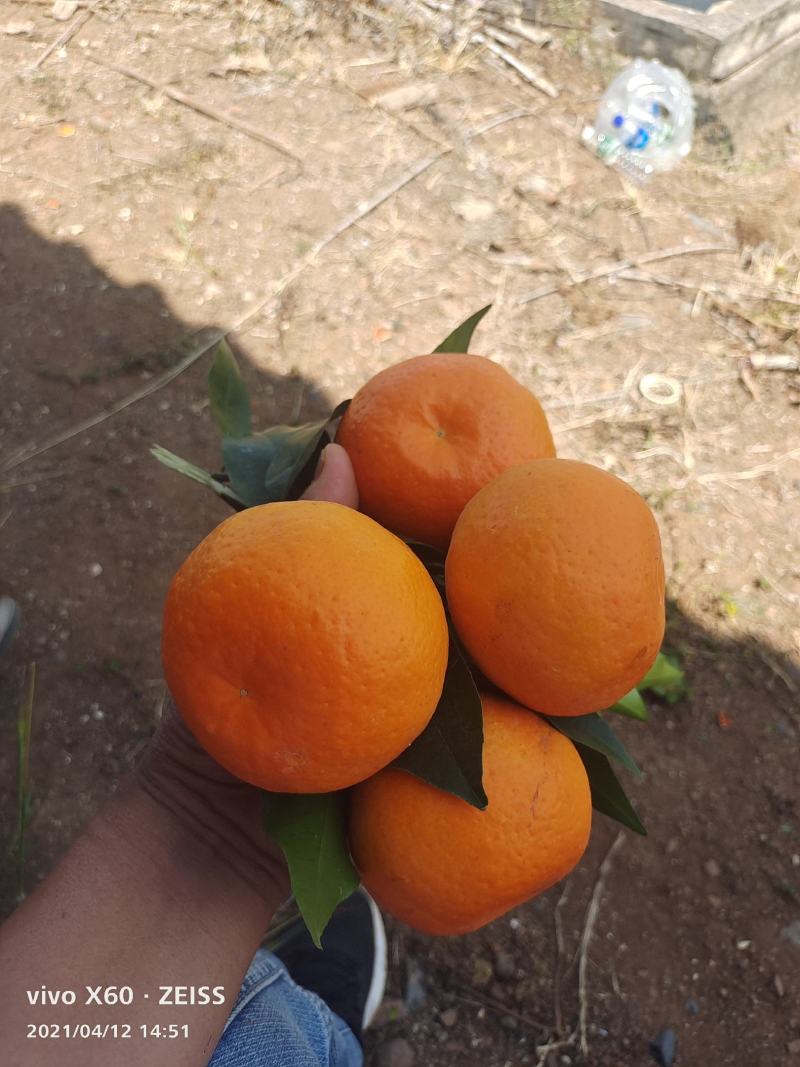 沃柑：云南精品带叶沃柑大量上市口感甜需要联系