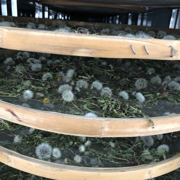 纯野生干蒲公英整颗，烘干颜色好，水洗，无杂，一件代发