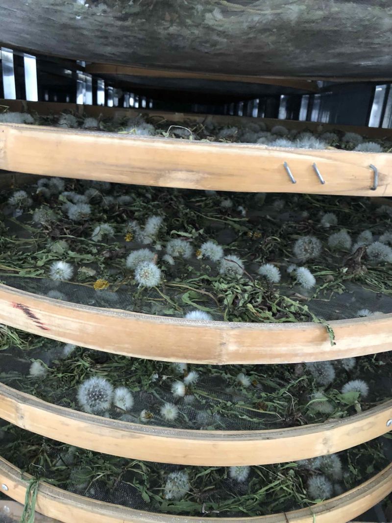 纯野生干蒲公英整颗，烘干颜色好，水洗，无杂，一件代发