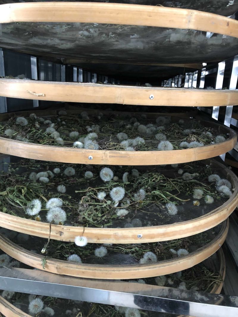 纯野生干蒲公英整颗，烘干颜色好，水洗，无杂，一件代发