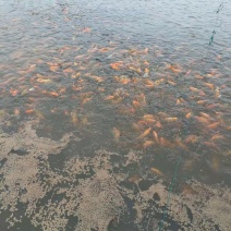 大红鲤鱼，8两起步。江浙沪8块送到