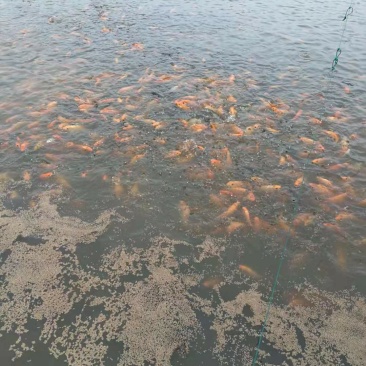 大红鲤鱼，8两起步。江浙沪8块送到