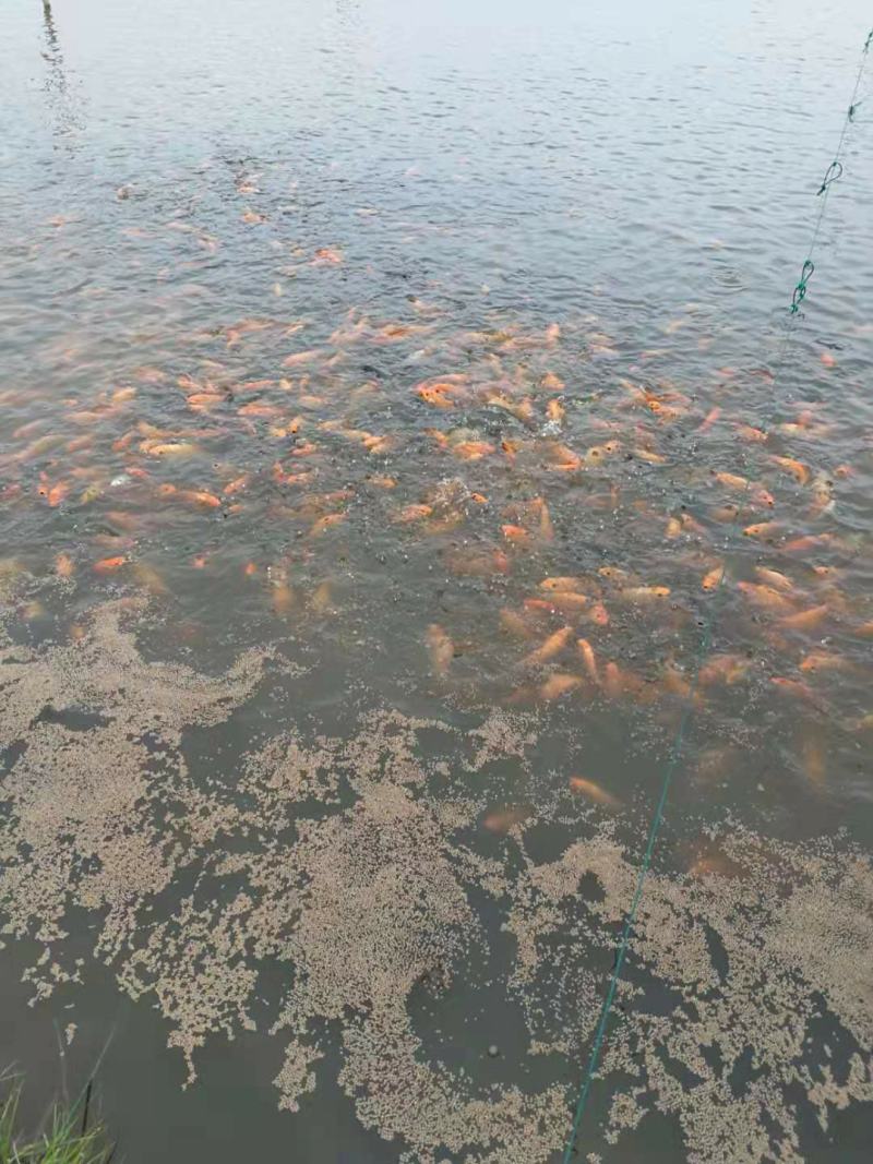 大红鲤鱼，8两起步。江浙沪8块送到