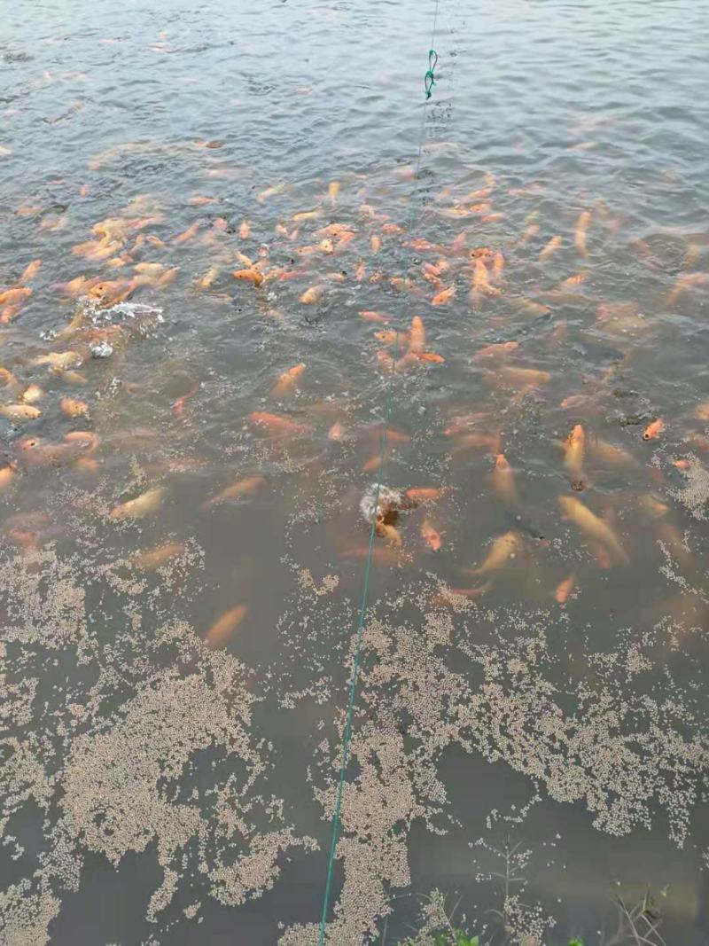 大红鲤鱼，8两起步。江浙沪8块送到