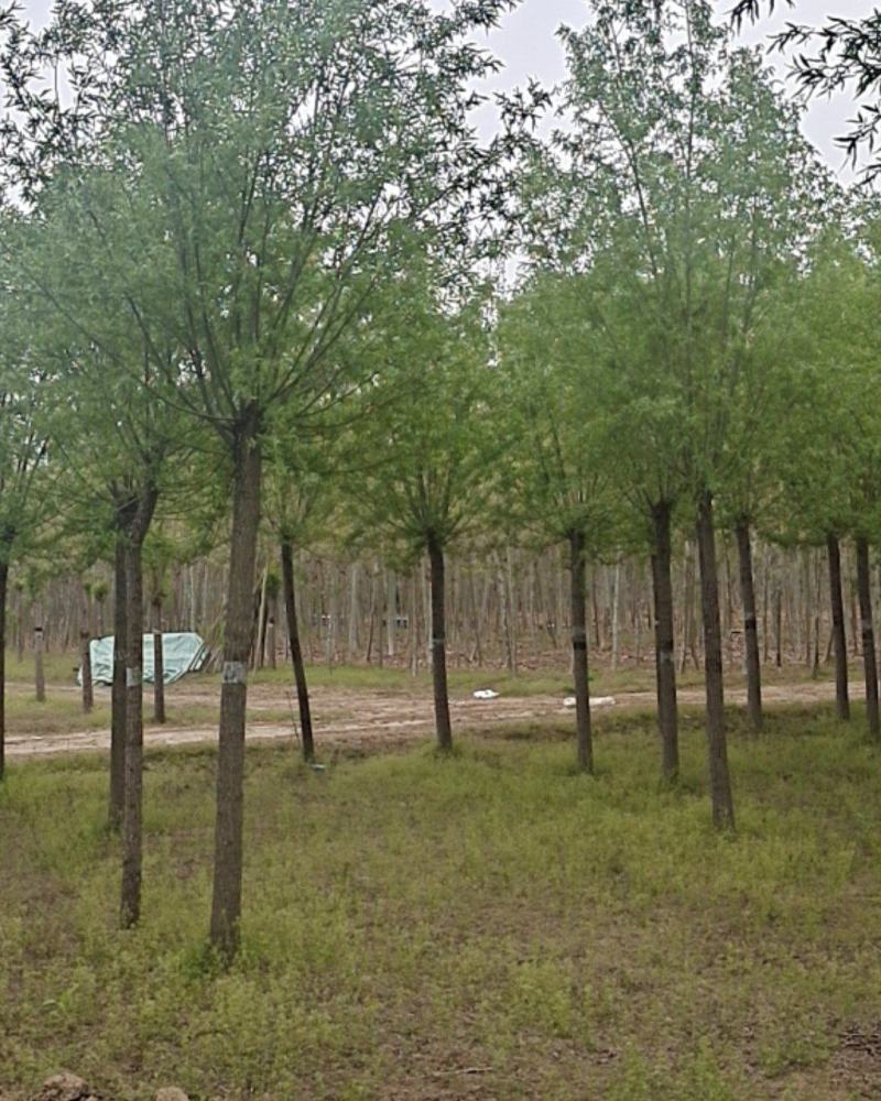 柳树美国柳树直柳竹柳苗垂柳金蝉专用树柳树大量出售