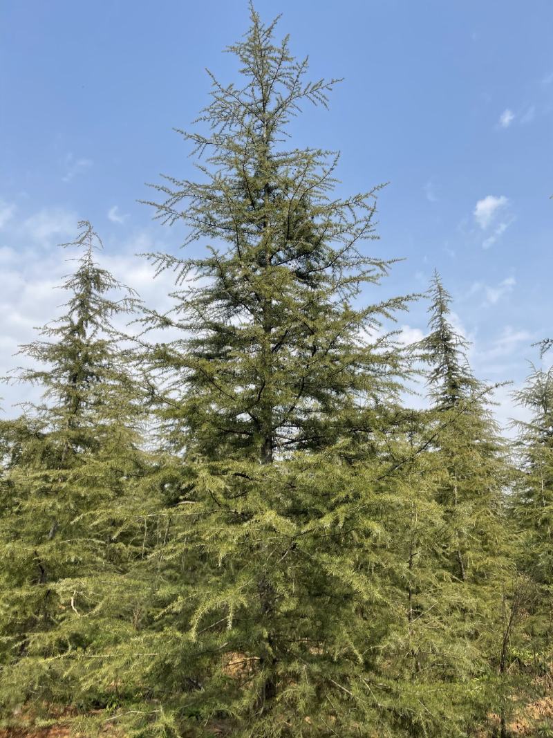 雪松，基地一手货源，量大从优，欢迎新老客户咨询订购！