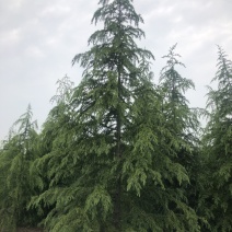 雪松，基地一手货源，量大从优，欢迎新老客户咨询订购！