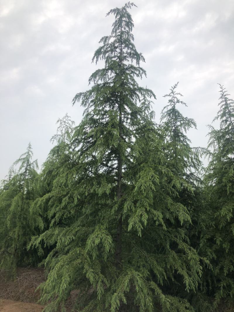雪松，基地一手货源，量大从优，欢迎新老客户咨询订购！