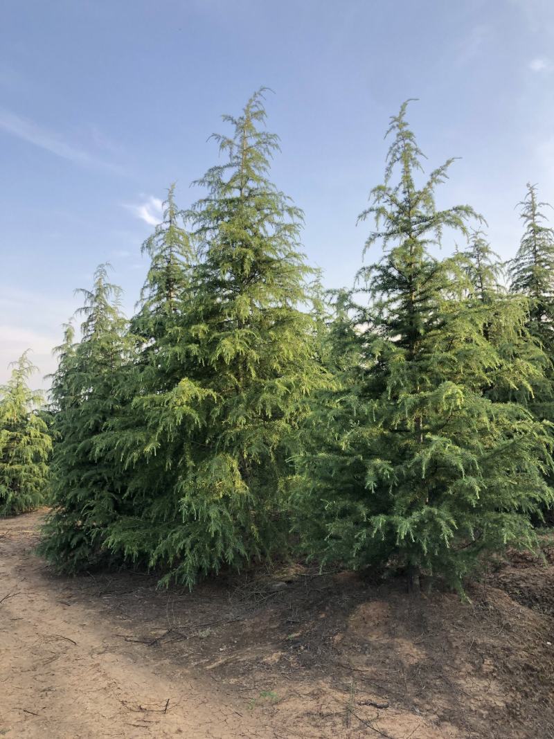 雪松，基地一手货源，量大从优，欢迎新老客户咨询订购！