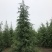 雪松，基地一手货源，量大从优，欢迎新老客户咨询订购！