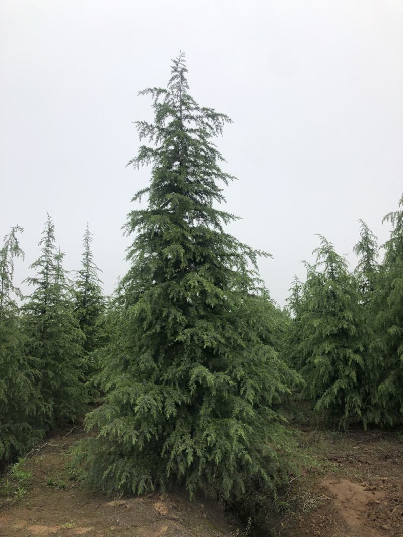 雪松，基地一手货源，量大从优，欢迎新老客户咨询订购！