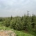 雪松，基地一手货源，量大从优，欢迎新老客户咨询订购！