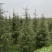 雪松，基地一手货源，量大从优，欢迎新老客户咨询订购！