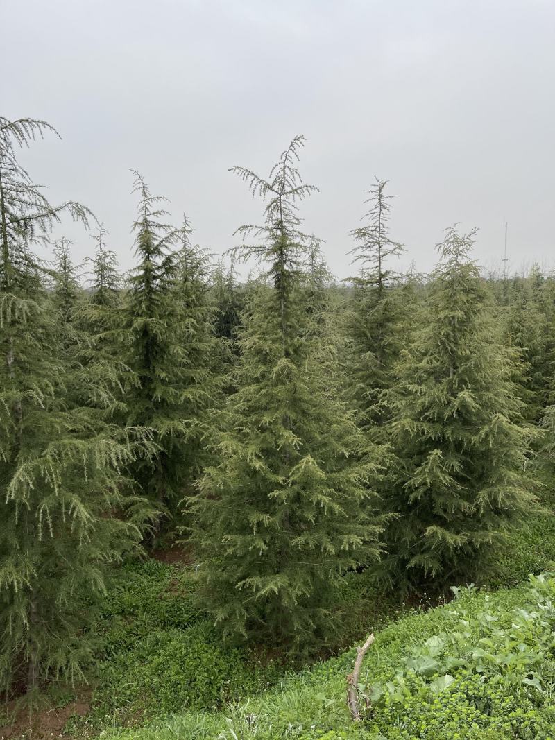 雪松，基地一手货源，量大从优，欢迎新老客户咨询订购！