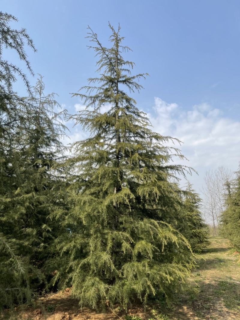 雪松，基地一手货源，量大从优，欢迎新老客户咨询订购！
