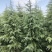 雪松，基地一手货源，量大从优，欢迎新老客户咨询订购！