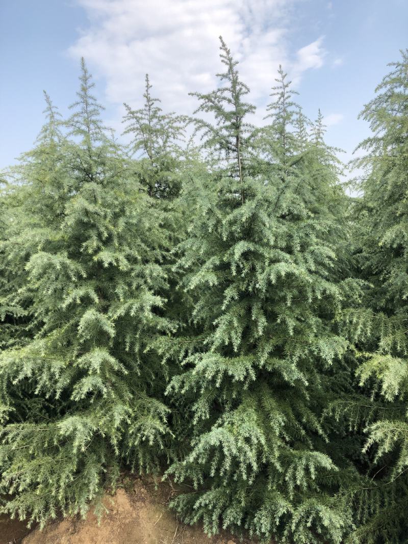雪松，基地一手货源，量大从优，欢迎新老客户咨询订购！