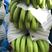 巴西香蕉种苗，大小均匀产量高，品质好，