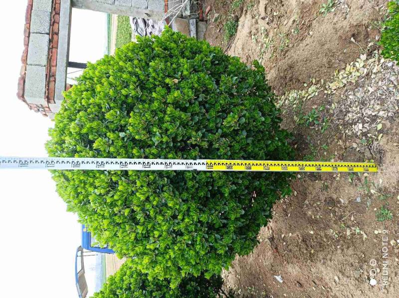 黄杨球大叶黄杨球球形饱满基地直供量大从优规格齐全