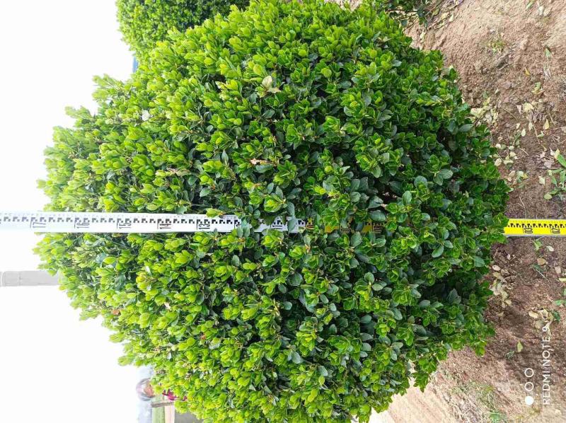 黄杨球大叶黄杨球球形饱满基地直供量大从优规格齐全