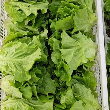 意大利生菜