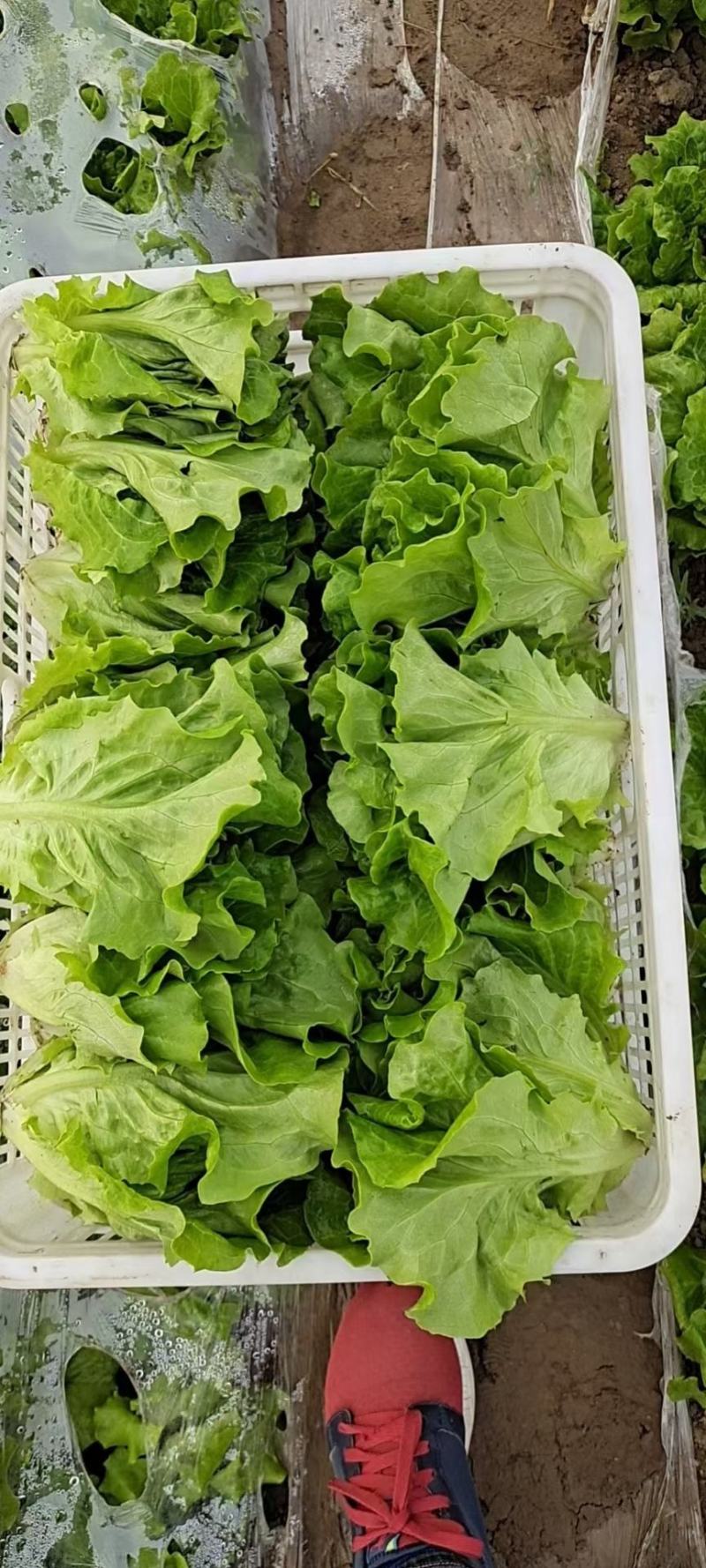 意大利生菜
