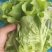 意大利生菜