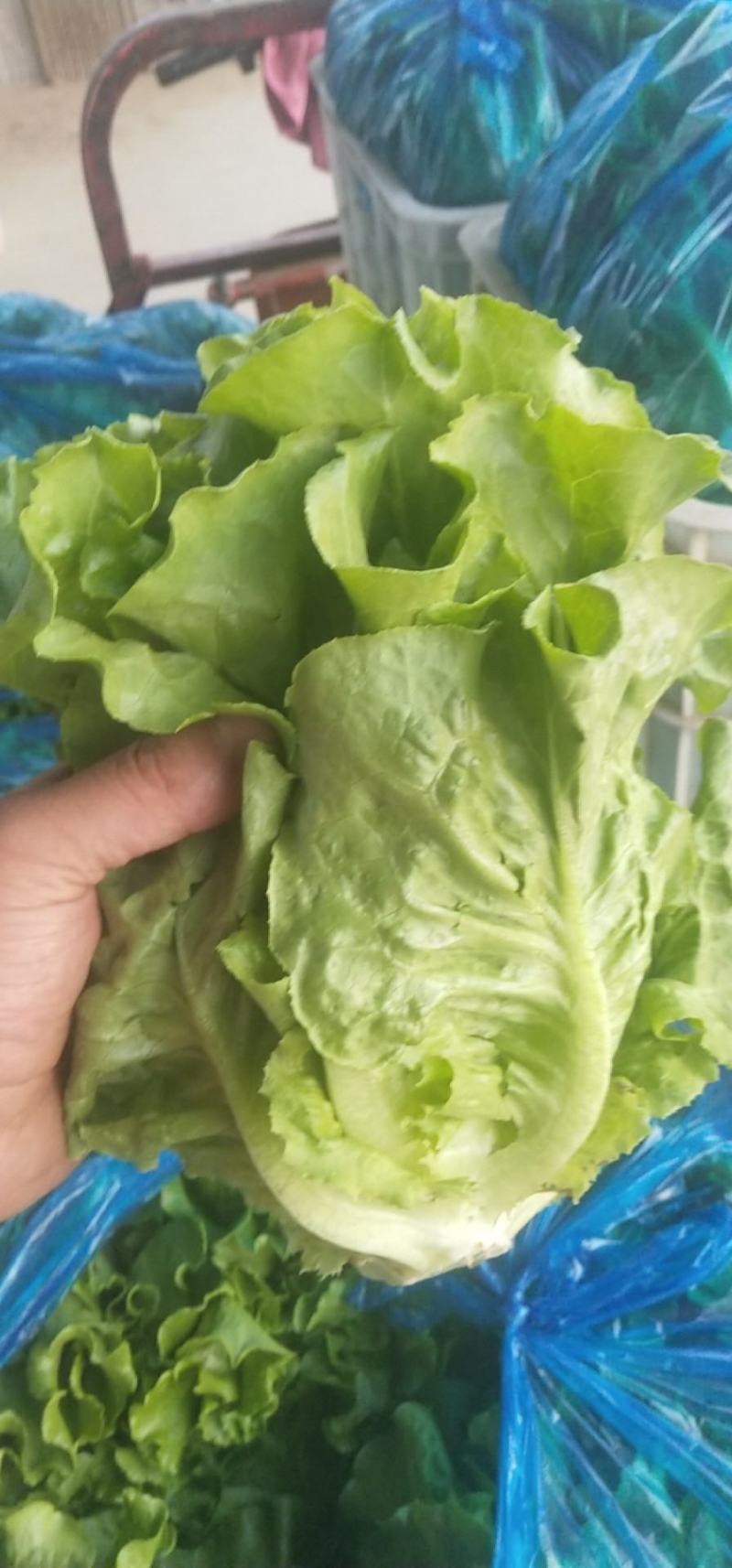 意大利生菜