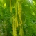 芸豆六七月份国庆节有货