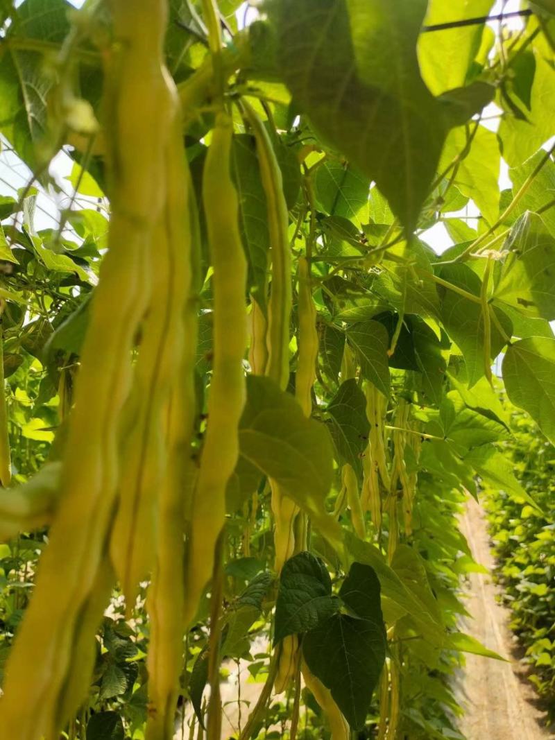 芸豆六七月份国庆节有货