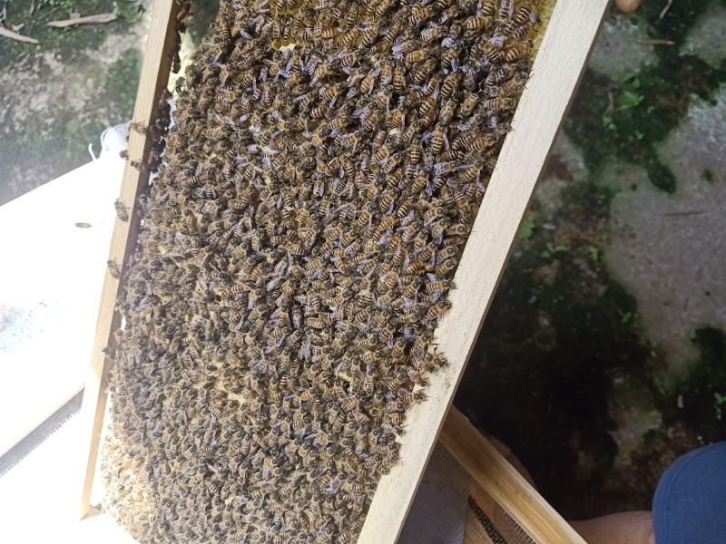 蜂群出售