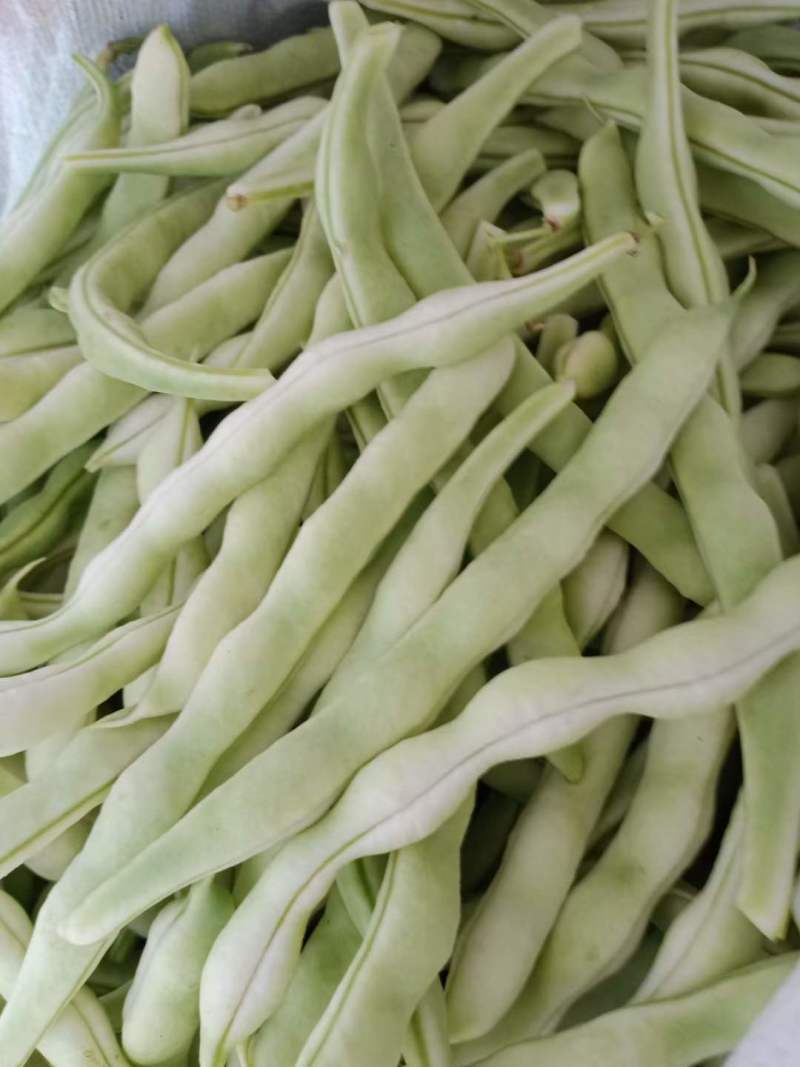芸豆春秋供应欢迎光临