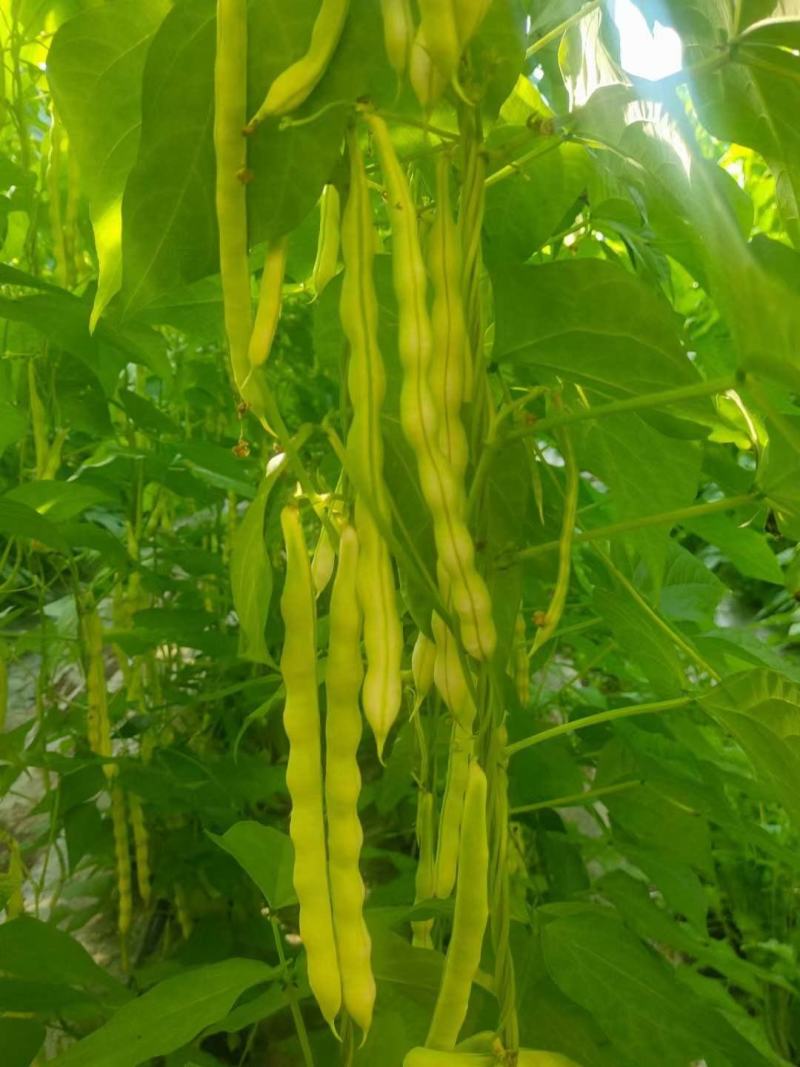 芸豆春秋供应欢迎光临