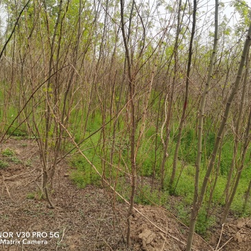 刺槐苗大量出售有需要的朋友联系我