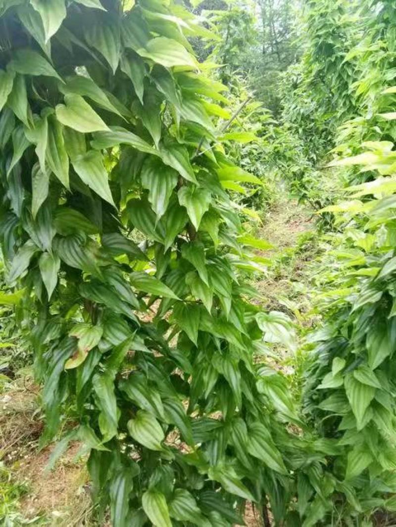 红花百部，白花百部，对叶百部，大量现货，提供种植技术