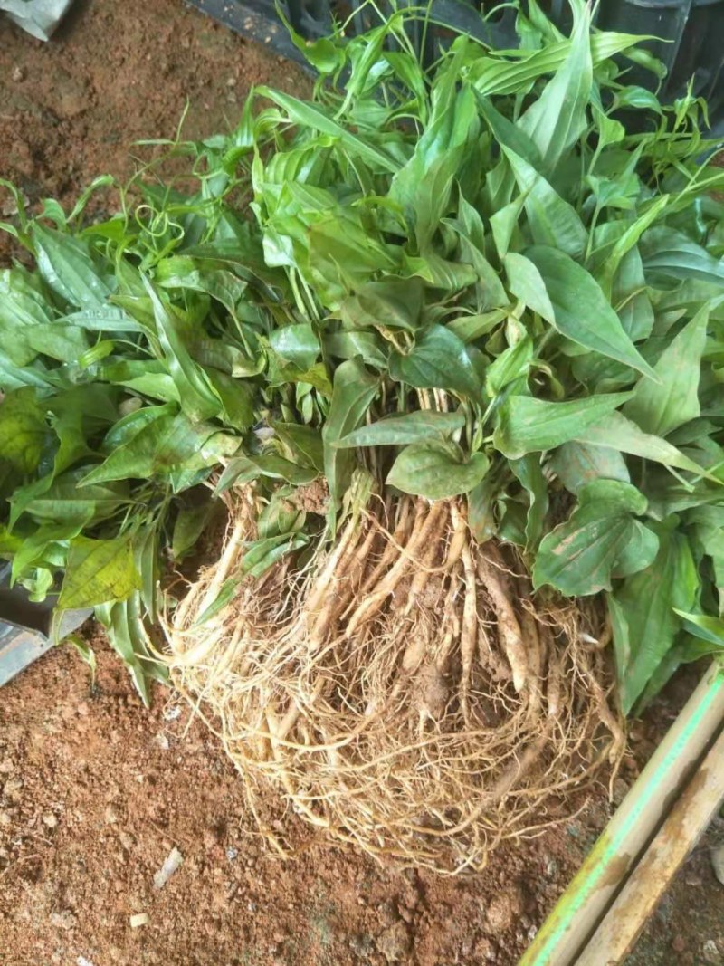 红花百部，白花百部，对叶百部，大量现货，提供种植技术