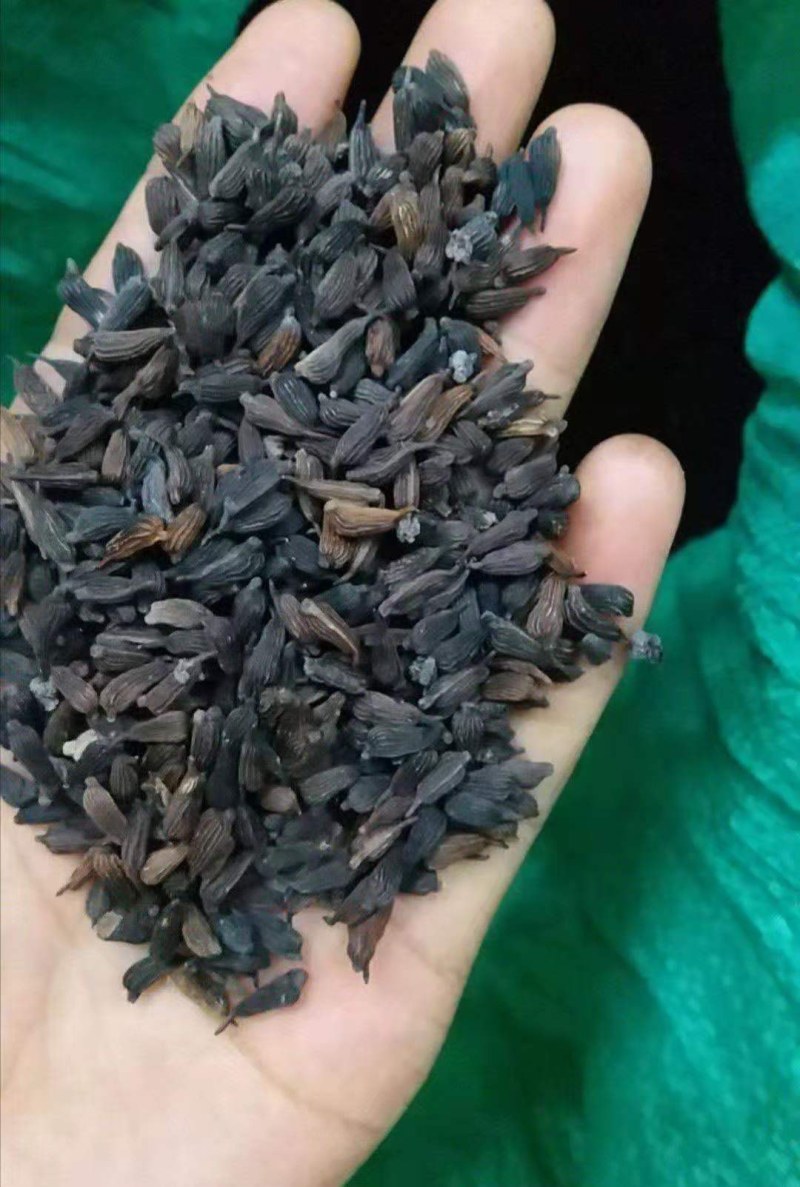 红花百部，白花百部，对叶百部，大量现货，提供种植技术