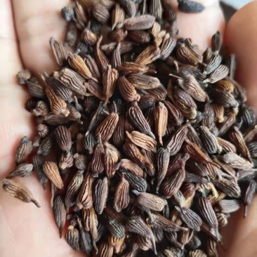 红花百部，白花百部，对叶百部，大量现货，提供种植技术