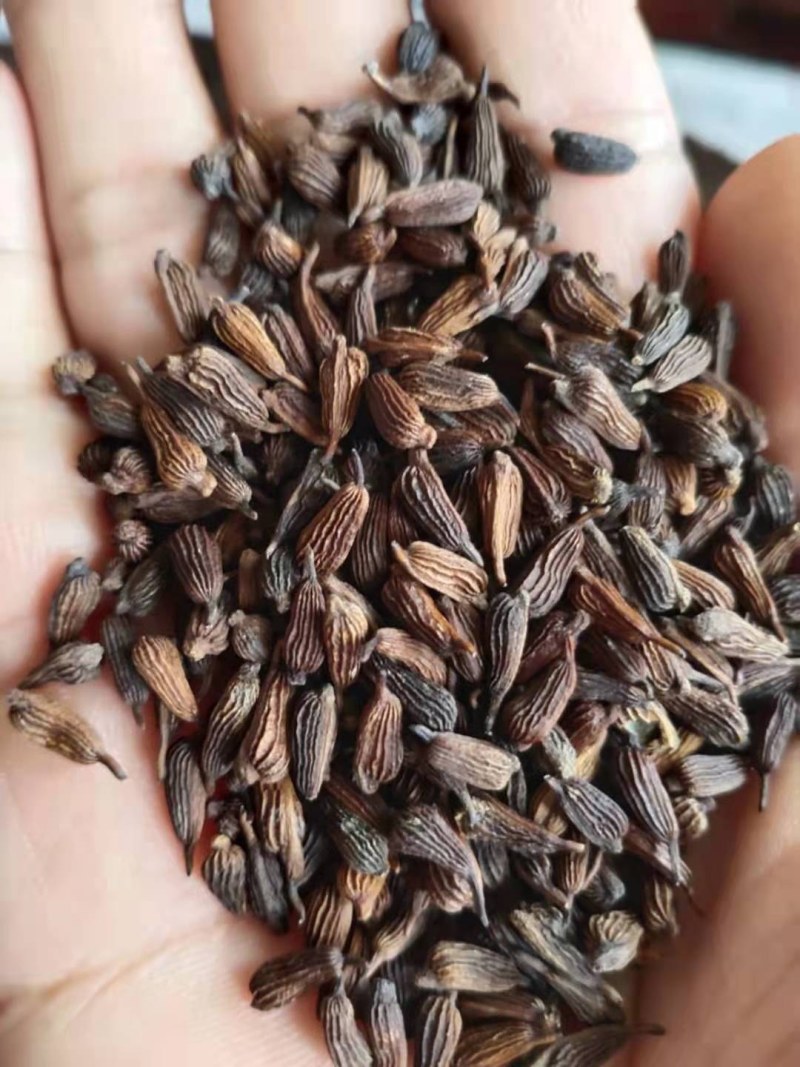 红花百部，白花百部，对叶百部，大量现货，提供种植技术