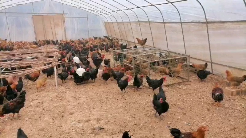 黑母鸡土2江西散养鸡大厂直销提供送货上门品质保证