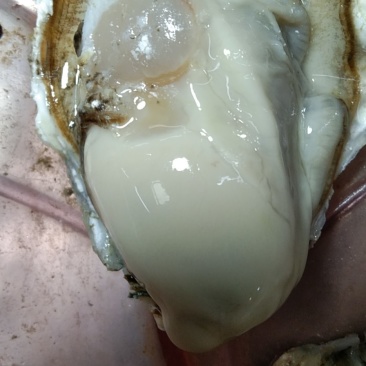 生蚝！肉肥！新鲜度好！200斤起批