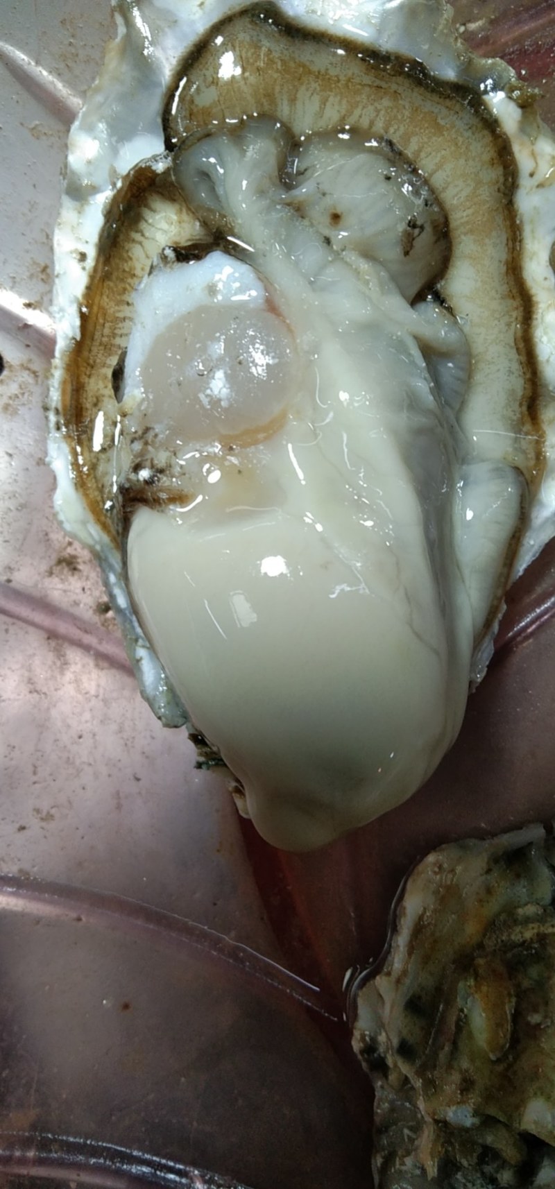 生蚝！肉肥！新鲜度好！200斤起批