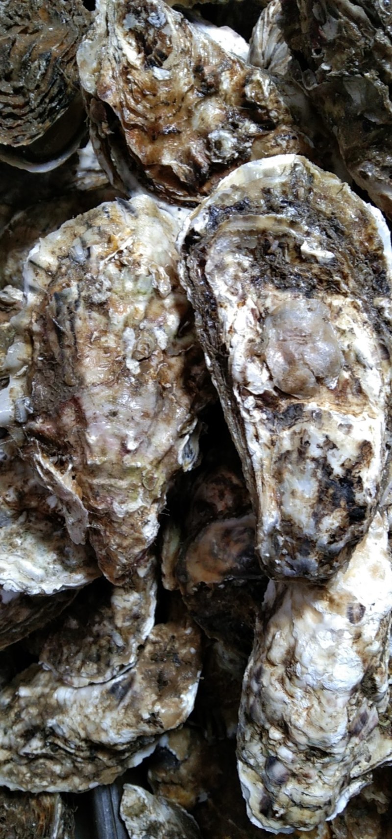 生蚝！肉肥！新鲜度好！200斤起批