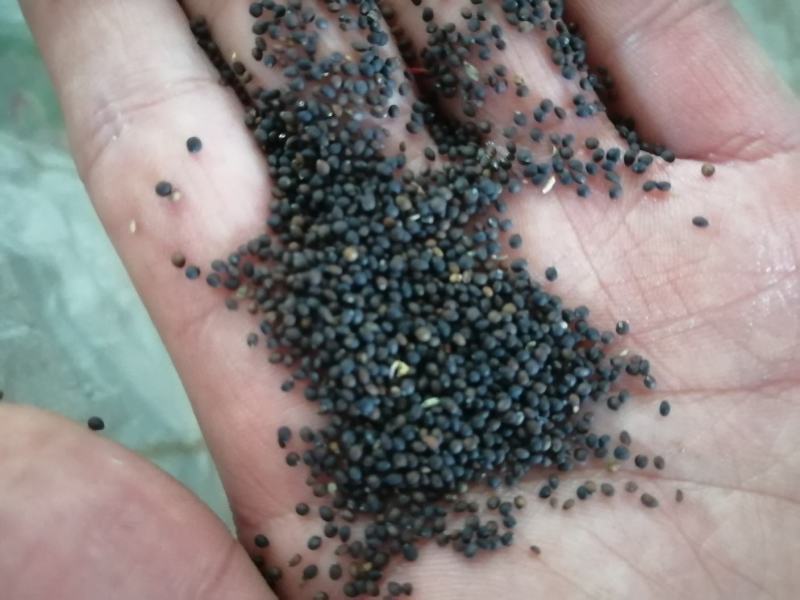 鼠尾草种子。小粒鼠尾草种子（蓝花）多年生