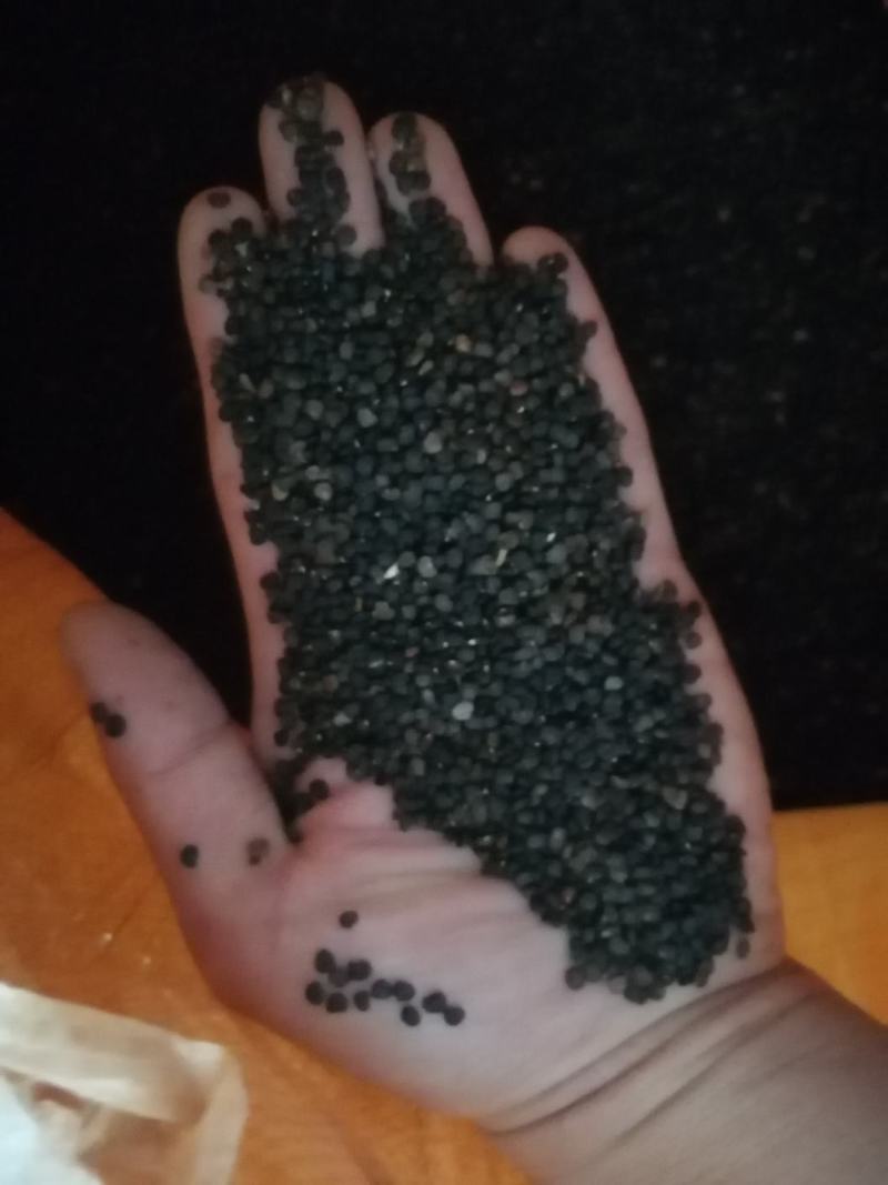 鼠尾草种子。小粒鼠尾草种子（蓝花）多年生